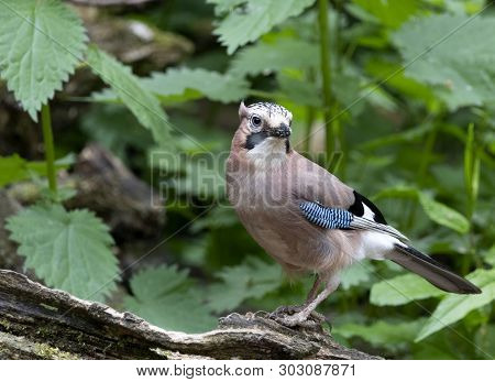 A Eurasian Jay Bird Perched In Local Woodlands