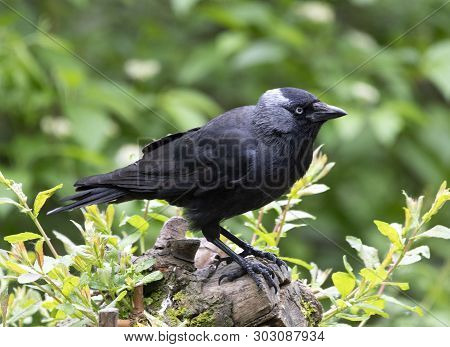 A Eurasian Jackdaw Bird Perched In Local Woodlands