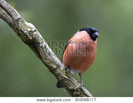 A Eurasian Male Bullfinch Bird Perched In Local Woodlands