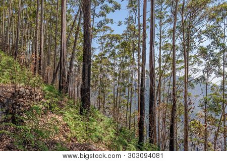 Forest View With Blue Sky Is Taken At Dolphine Nose Kodaikanal Tamilnadu India.
