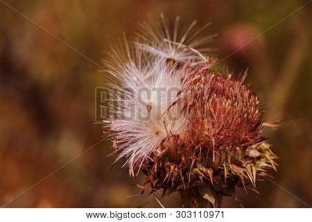 Pink Thistle Flowers In Wild (herbal Medicine Silybum Marianum, Milk Thistle, Cardus Marianus, Medit