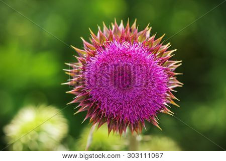 Pink Thistle Flowers In Wild (herbal Medicine Silybum Marianum, Milk Thistle, Cardus Marianus, Medit