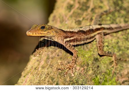 St. Lucia Anole (anolis Luciae) Close Up.