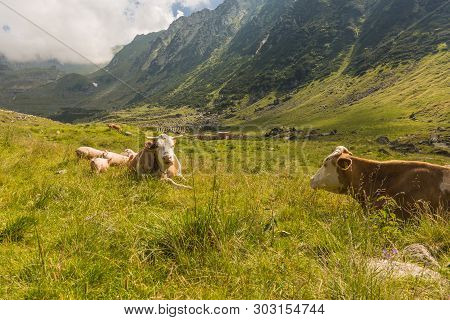 Europe Trip Romania