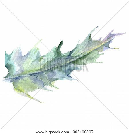 Thistle Floral Botanical Flower. Watercolor Background Illustration Set. Isolated Thistle Illustrati