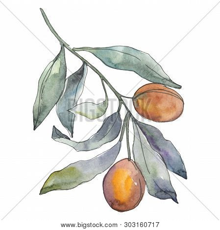 Olive Branch With Green Fruit. Watercolor Background Illustration Set. Isolated Olives Illustration 
