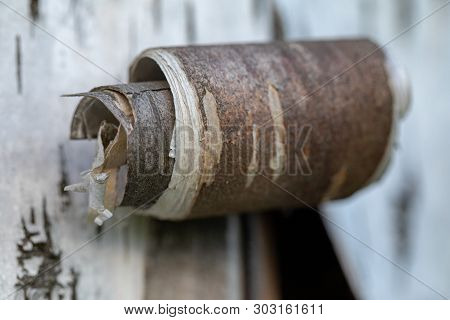 Beresta. The Top Layer Of Bark, Torn From A Birch.