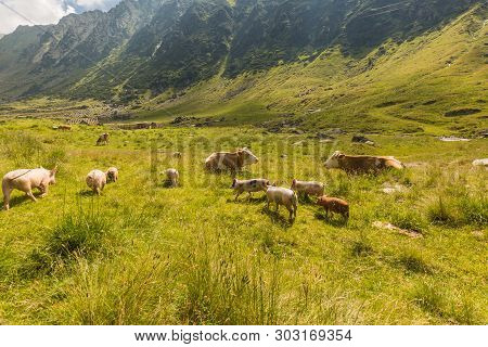 Europe Trip Romania