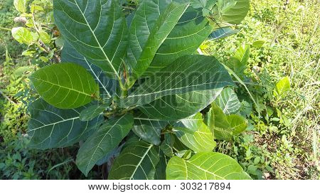 Beautiful Leaves And Grass In The Garden