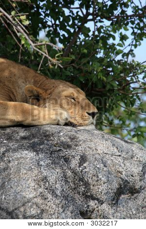 Lion sur rocher à Simba Kopjes