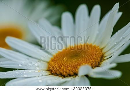 Two Large White Leucanthemum Maximum Blossoms. With Raindrops In The Spring