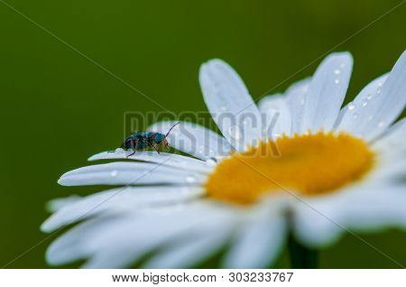 Large Blurred White Leucanthemum Maximum Blossom . In The Spring
