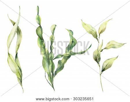 Watercolor Laminaria Set. Hand Painted Underwater Floral Illustration With Algae Leaves Branch Isola