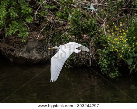 An Eastern Great Egret, Ardea Alba Modesta, Flies Over The Sakai River In Yokohama, Japan.