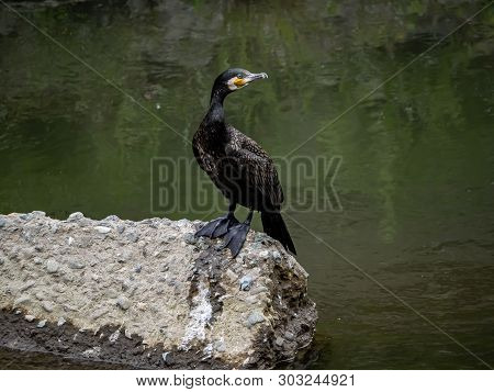 Japanese Cormorant, Phalacrocorax Capillatus, Rests On A Large Concrete Block In The Center Of The S