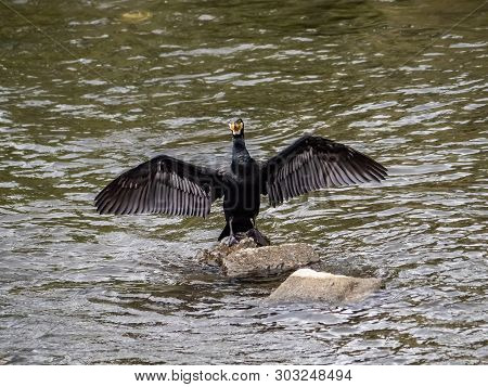 Japanese Cormorant, Phalacrocorax Capillatus, Stretches Its Wings While Standing In The Sakai River 