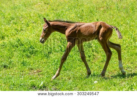 Newborn Foal Doing First Run On A Spring Pasture