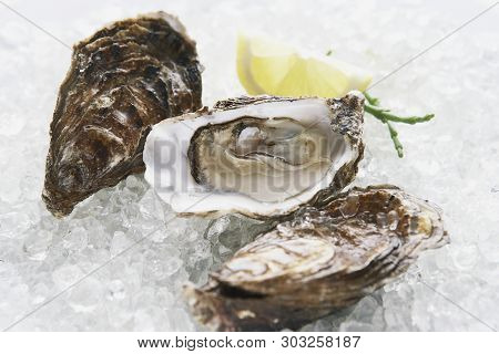 Closeup Of Fresh Oysters And Lemon Over Ice