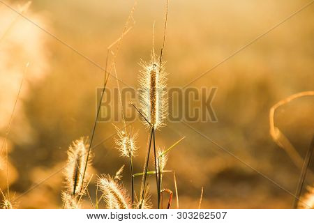 Panicum Verticillatum , Herbaceous, Single Year, 20-120 Cm Tall, Stems Set Or Fry, Climbed And Raise