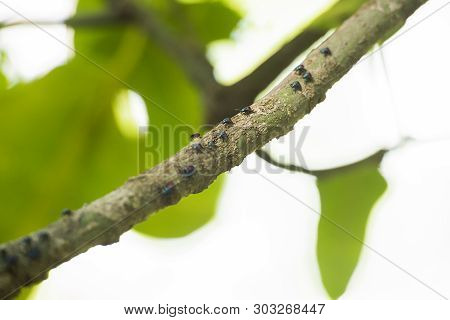 Hibiscus Harlequin Bug