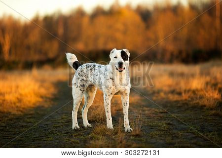 Portrait Of Central Asian Shepherd Dog Outdoor