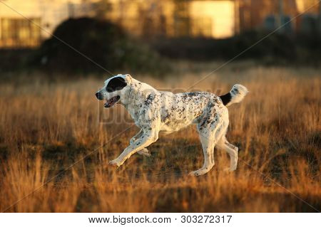 Portrait Of Central Asian Shepherd Dog Outdoor