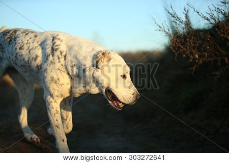 Portrait Of Central Asian Shepherd Dog Outdoor