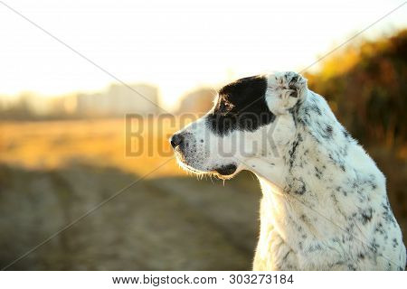 Portrait Of Central Asian Shepherd Dog Outdoor