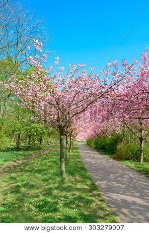 Alley Of Blossoming Cherry Trees Called 