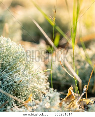 Forest Moss Lichen Cladonia Rangiferina. Akvavit Cooking Base. Macro Close Up.