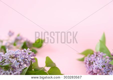 Lilac. Colorful Purple Lilacs Blossoms With Green Leaves.