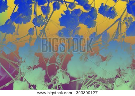 Branches Of Common Pussytoes, Antennaria Dioica, With Flowers Blue Orange Toned Photo. Abstract Duot