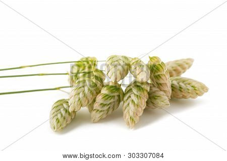 Big Quaking Grass Isolated On White Background