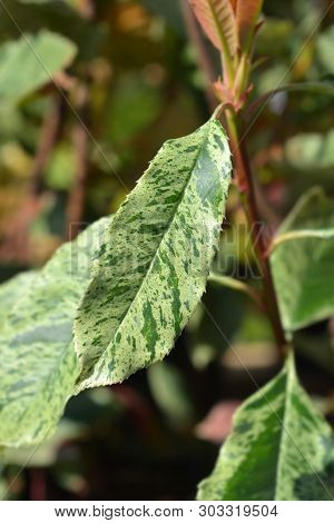 Photinia Pink Crispy - Latin Name - Photinia Serratifolia Pink Crispy (photinia Serrulata Pink Crisp