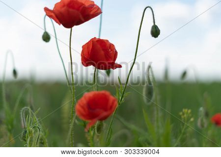 Poppy Flowers On The Field Against The Blue Sky And Green Grass. Selective Focus