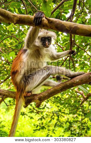 Wild Monkey Sits On A Tree In Wild Nature Of African Jungle In Zanzibar  And Looks Into The Camera. 