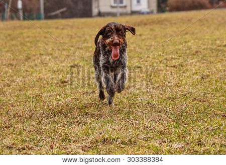 Domestic Animal Dog, Bohemian Wire Or Griffon, Runs Along Field And Meadow With Full Energy. She Enj