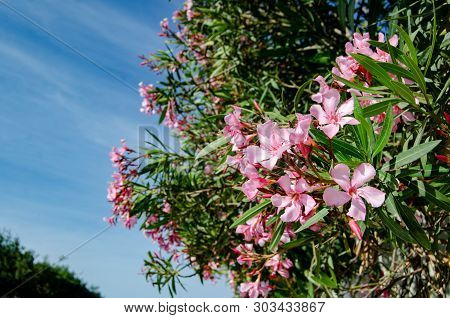 Oliander In Blosom, Beautiful Pink Flowers And Blue Sky