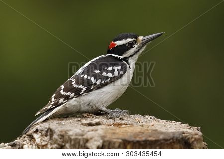 Male Hairy Woodpecker (dryobates Villosus) - Ontario, Canada
