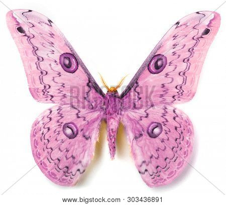 Loepa megacore moth isolated on white background 