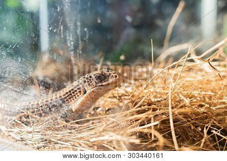 Sudan Plate Lizard On Sand .