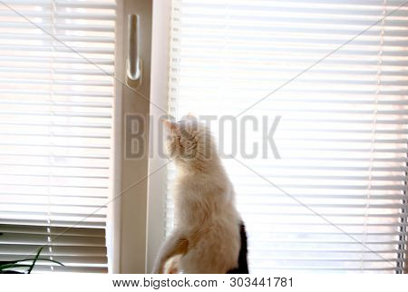 White Cat Sits Like A Man And Observes