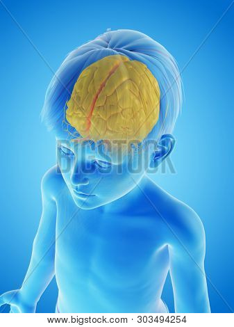 3d rendered medically accurate illustration of a childs brain