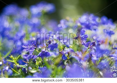 Blue Trailing Lobelia Sapphire Flowers Or Edging Lobelia In Garden