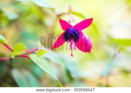Fuchsia Magellanica Flower, Hummingbird Fuchsia Or Hardy Fuchsia, Hanging Fuchsia Flower In Shades O