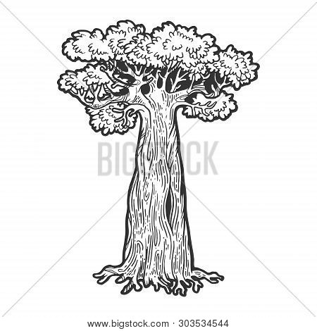 Baobab Monkey Bread Tree Sketch Engraving Vector Illustration. Scratch Board Style Imitation. Hand D