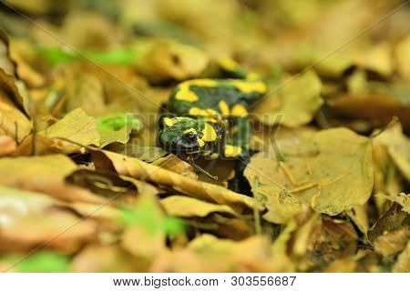 Detail Of Head Salamandra Lizard On Foliage In Wood