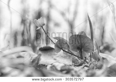 Beautiful Wild Spring Nature. Small Flower In Forest. Soft Focus, Black And White Composition, High 