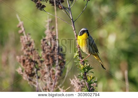 Common Yellowthroat Bird At  Richmond Bc Canada