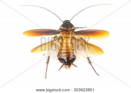 Cockroach Isolated On White Background. Cockroaches Are Flying Insects And Cockroaches Are Also Carr